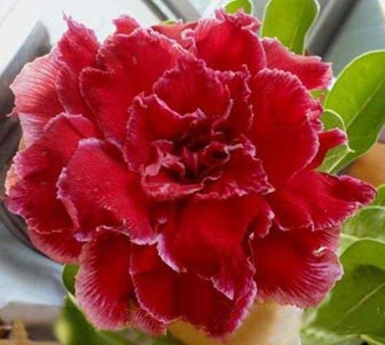 JMS 100Pcs Adenium Obesum Seeds Desert Roses JMS Red Big Double Flowers