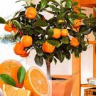 JMS 30Pcs Dwarf Standing Orange Tree Seeds