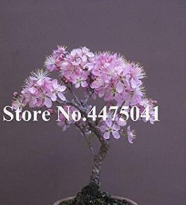 JMS 10Pcs Mini Bonsai Sakura Flower Seeds - Water Pink Flowers