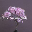 JMS 10Pcs Mini Bonsai Sakura Flower Seeds - Water Pink Flowers