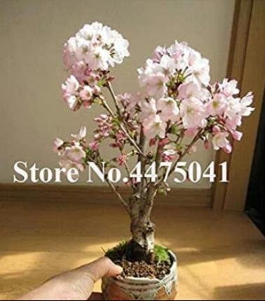 JMS 10Pcs Mini Bonsai Sakura Flower Seeds - Whitish Light Pink Flowers