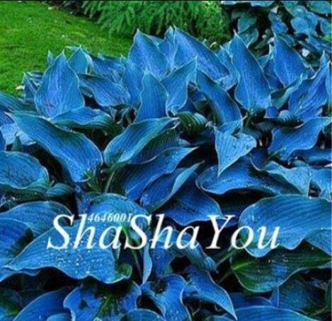 JMS 200Pcs Hosta Seeds - Greyish Blue Color