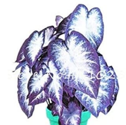 JMS 120Pcs Caladium Seeds - White Big Leaves With Greyish Purple Edge