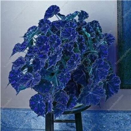 JMS 100Pcs Janpanse Bonsai Coleus Plants Seeds - Sea Blue Colors