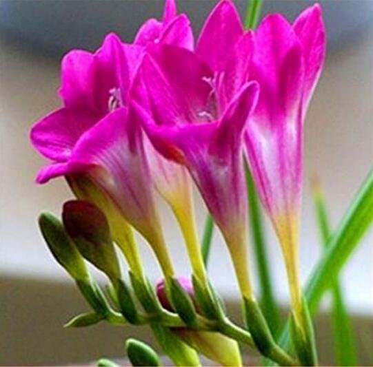 JMS 100Pcs Freesia Flower Seeds - Rose Purple Flowers