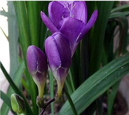 JMS 20Pcs Freesia Flower Seeds - Purple Flowers