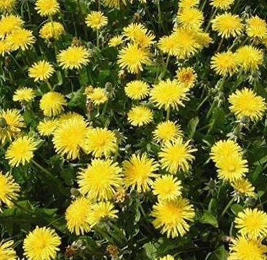 JMS 100Pcs Dandelion Tortoise Seeds Wildflower