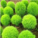 JMS 500Pcs Kochia Scoparia Seeds Burning Bush - Bright Green Color