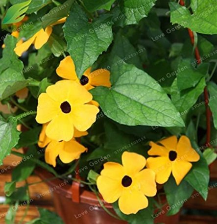 JMS 10Pcs Thunbergia Alata Flower Seeds Black Eyed Susan Vine Yellow Color