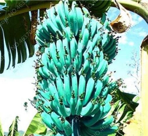 JMS 100Pcs Dwarf Banana Seeds - Apple Green Skin