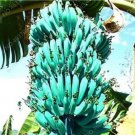JMS 100Pcs Dwarf Banana Seeds - Apple Green Skin