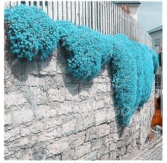 JMS 200Pcs Creeping Thyme Seeds Rock Cress Plant - Apple Green Flowers