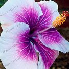 JMS 100Pcs Hibiscus Seeds - White To Purple To Dark Purple Big Flowers