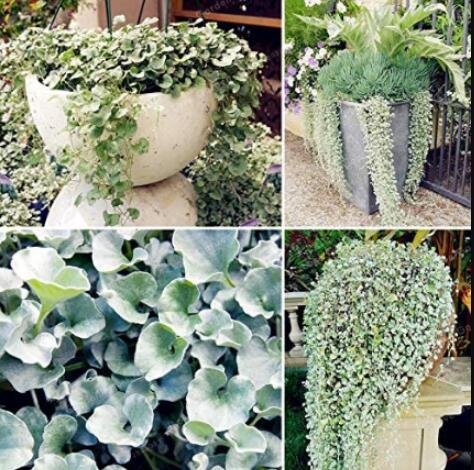 JMS 100Pcs Dichondra Repens Seeds Silver Falls In Hanging Baskets