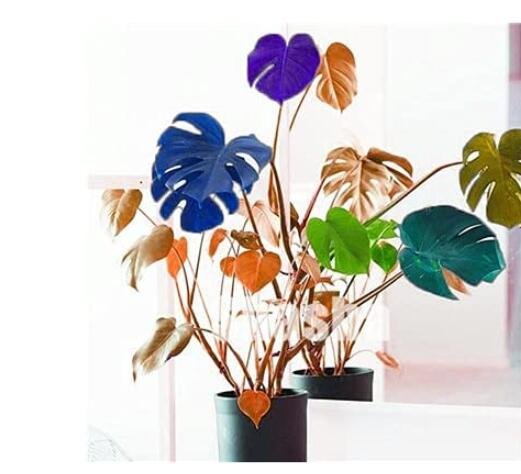 JMS 100Pcs Palm Turtle Leaves Seeds - Mixed