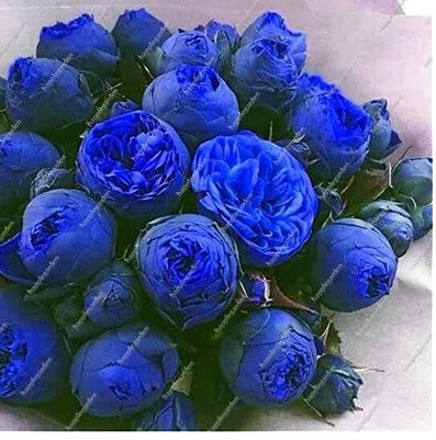 JMS 10Pcs Chinese Peony Tree Seeds- Blue Double Flowers