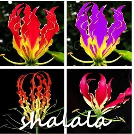JMS 100Pcs Gloriosa Superba Seeds (Not Bulbs) Glory Lily Flame Lily Flower - Mixed 4 Colors