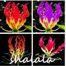 JMS 100Pcs Gloriosa Superba Seeds (Not Bulbs) Glory Lily Flame Lily Flower - Mixed 4 Colors
