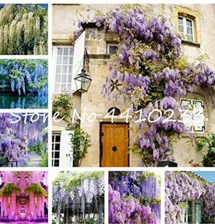 JMS 10Pcs Wisteria Seeds - Mixed Purple White Blue Light-Purple Pink Whitish-Purple Colors