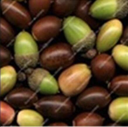 JMS 10Pcs Oak Tree Seeds