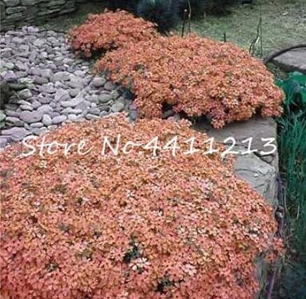JMS 100Pcs Creeping Thyme Seeds Rock Cress Plant - Light Orange Colors