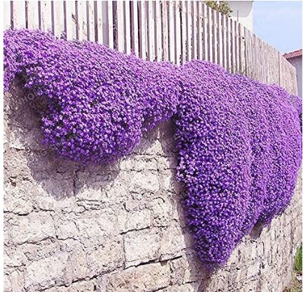 JMS 100Pcs Aubrieta Cultorum Seeds Rock Cress Plant - Purple Flowers