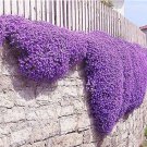 JMS 100Pcs Aubrieta Cultorum Seeds Rock Cress Plant - Purple Flowers