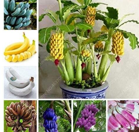 JMS 100Pcs Dwarf Banana Seeds - Mixed Varieties