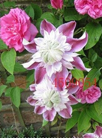 JMS 100Pcs Clematis Seeds Light Puple White Edge With White Double Centre Flowers