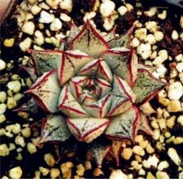 JMS 100Pcs Echeveria Purpusorum Seeds JMS Ones