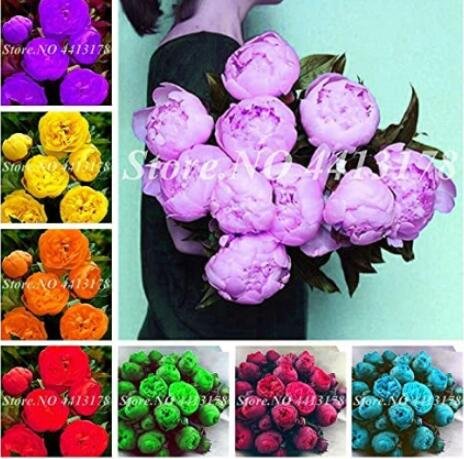 JMS 10Pcs Peony Flowers Seeds Double Petals Mixed Purple Light Purple Yellow Orange Red Green Red Co