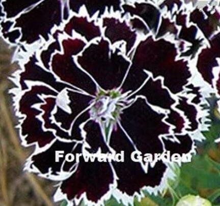 JMS 100Pcs Dianthus Caryophyllus Seeds Carnation Black Double Flowers With White Edge