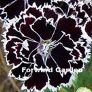 JMS 100Pcs Dianthus Caryophyllus Seeds Carnation Black Double Flowers With White Edge