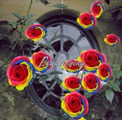 JMS 100Pcs Hybrid Rainbow Rose Seeds