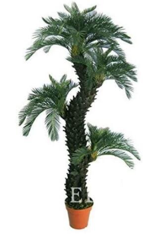 JMS 10Pcs Dracaena Seeds