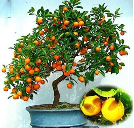 JMS 30Pcs Mini Orange Tree Seeds