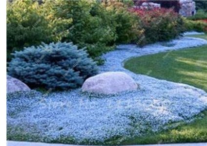 JMS 200Pcs Creeping Thyme Seeds Rock Cress Plant - Sky Blue Color