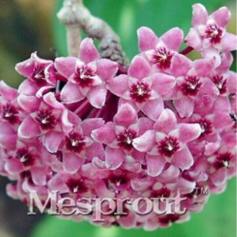 JMS 100Pcs Hoya Carnosa Seeds