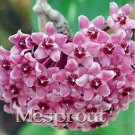JMS 100Pcs Hoya Carnosa Seeds
