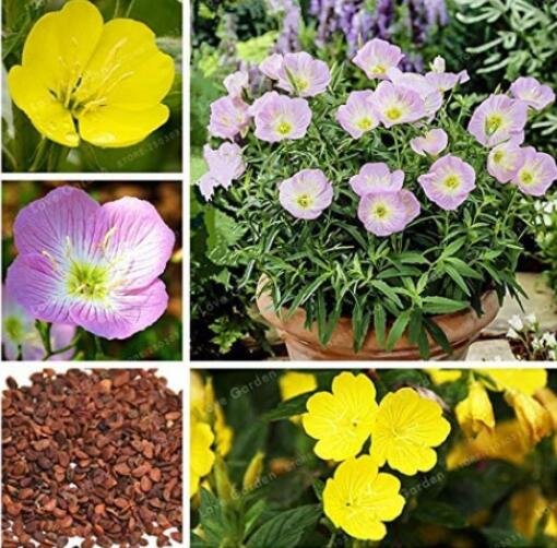 JMS 100Pcs Garden Evening Primrose Seeds Mixed Yellow Pink Flowers