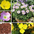 JMS 100Pcs Garden Evening Primrose Seeds Mixed Yellow Pink Flowers