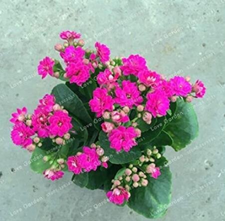 JMS 100Pcs Kalanchoe Longevity Flower Seeds - Rose Red Flowers