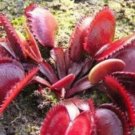 JMS 100Pcs Dionaea Muscipula Seeds - Red Color