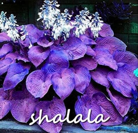 JMS 200Pcs Hosta Seeds Purple Round Leaves