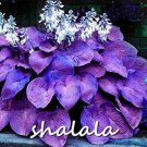 JMS 200Pcs Hosta Seeds Purple Round Leaves