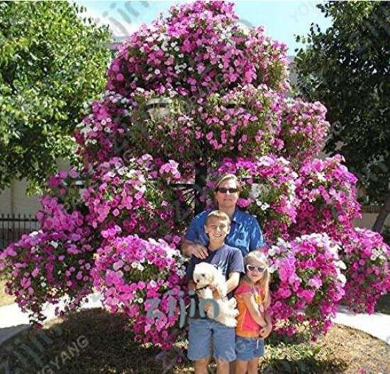 JMS 100Pcs Hanging Petunia Seeds Mixed Coloful Flowers