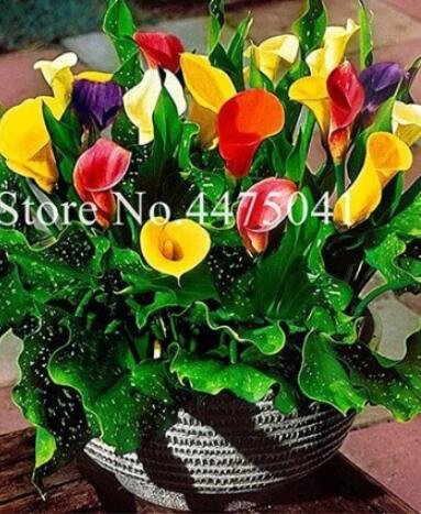 JMS 200Pcs Rainbow Calla Lily Flower Seeds Colorful Flowers