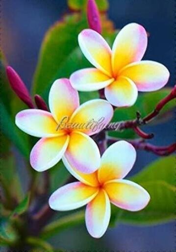 JMS Plumeria Seeds, Peach Pink Flowers
