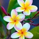JMS Plumeria Seeds, Peach Pink Flowers