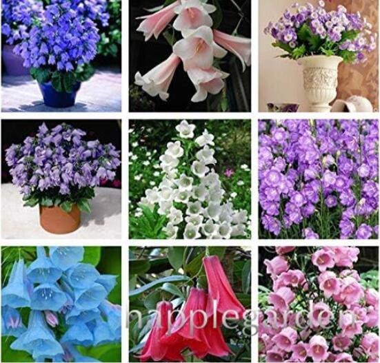 JMS Bellflower Flower Seeds, Mixed